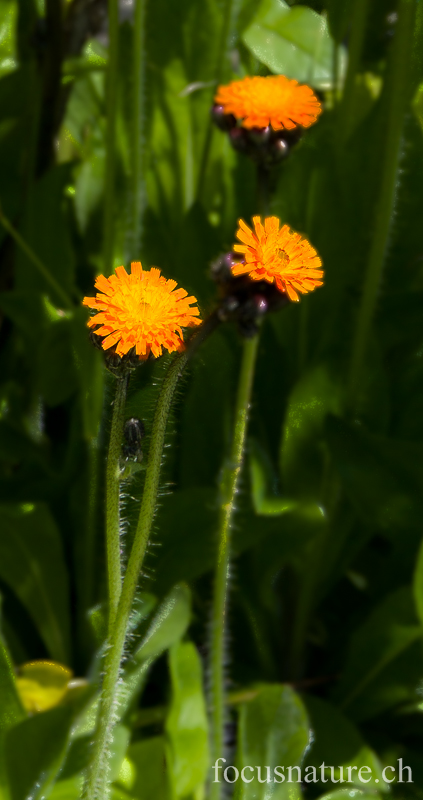 Eperviere 2791.jpg - Epervière orangée (Ermitage, Genève, Suisse, juin 2013)